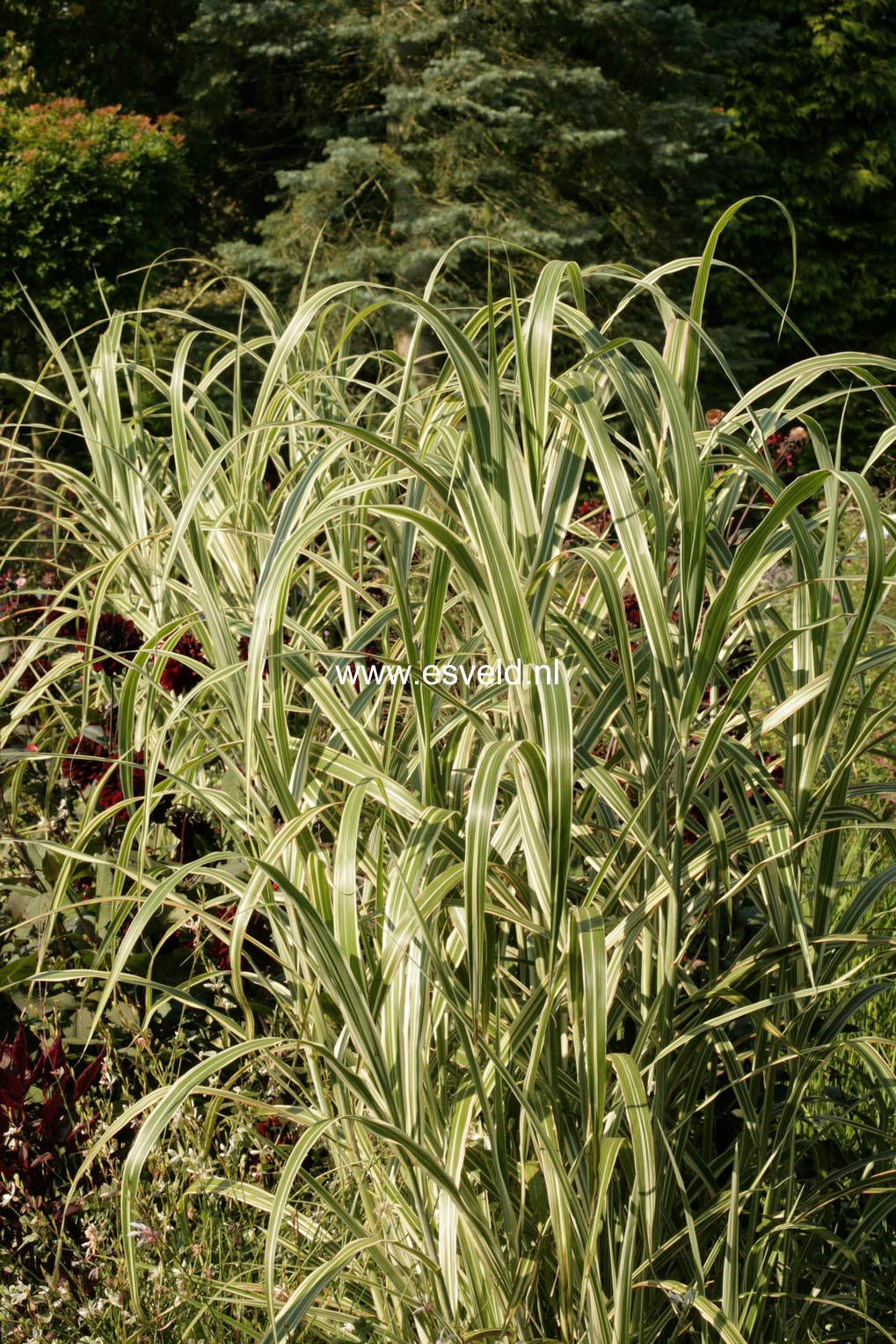 Arundo donax 'Versicolor'
