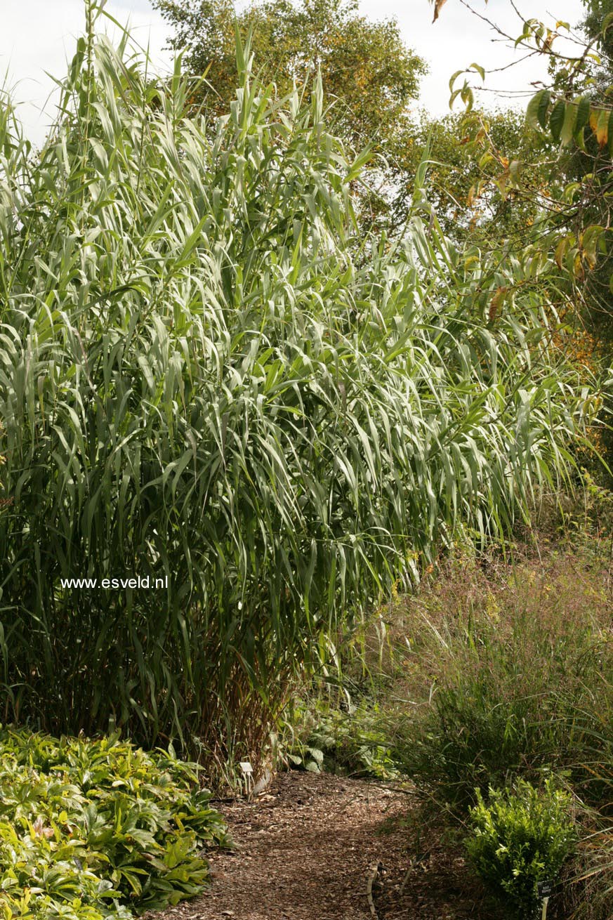 Arundo donax