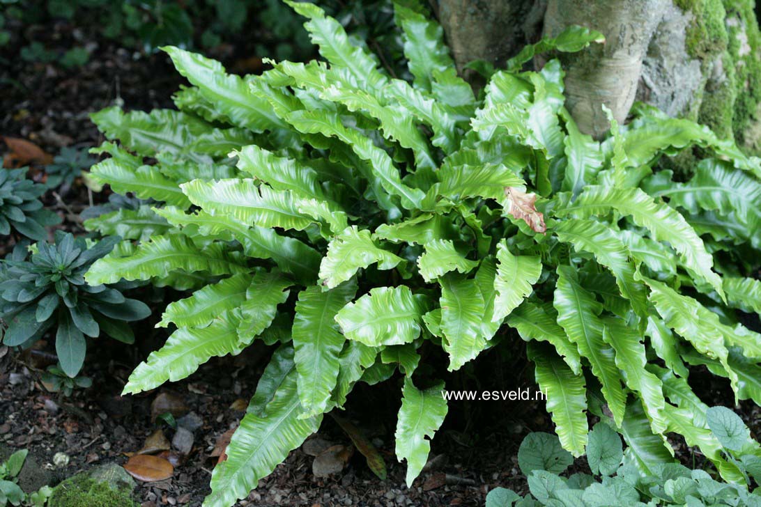 Asplenium scolopendrium