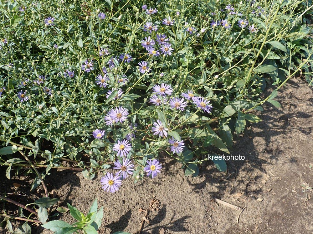 Aster macrophyllus 'Twilight'