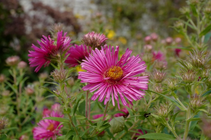 Aster novae-angliae 'Andenken an Alma Poetschke'