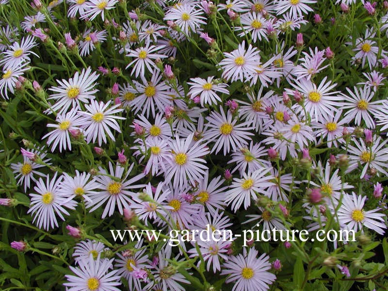 Aster pyrenaeus 'Lutetia'