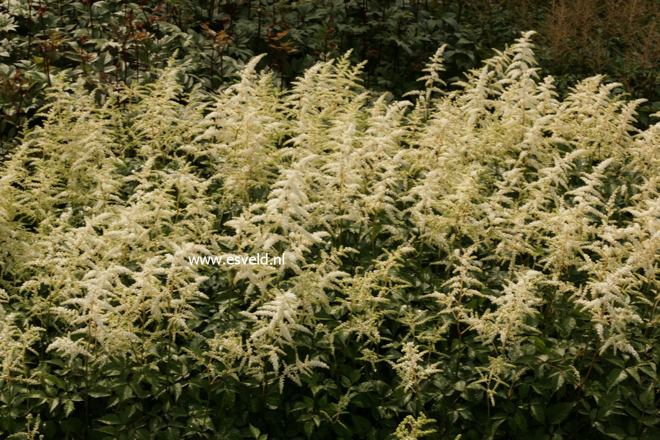 Astilbe 'Deutschland'