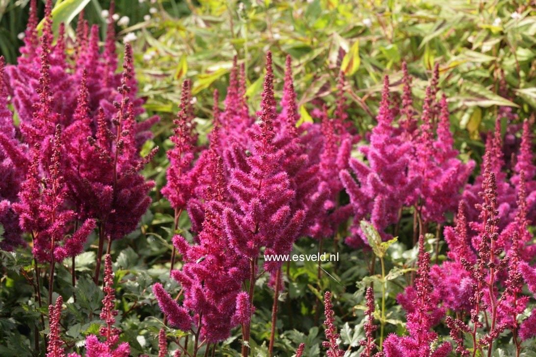 Astilbe chinensis 'Vision in Red'