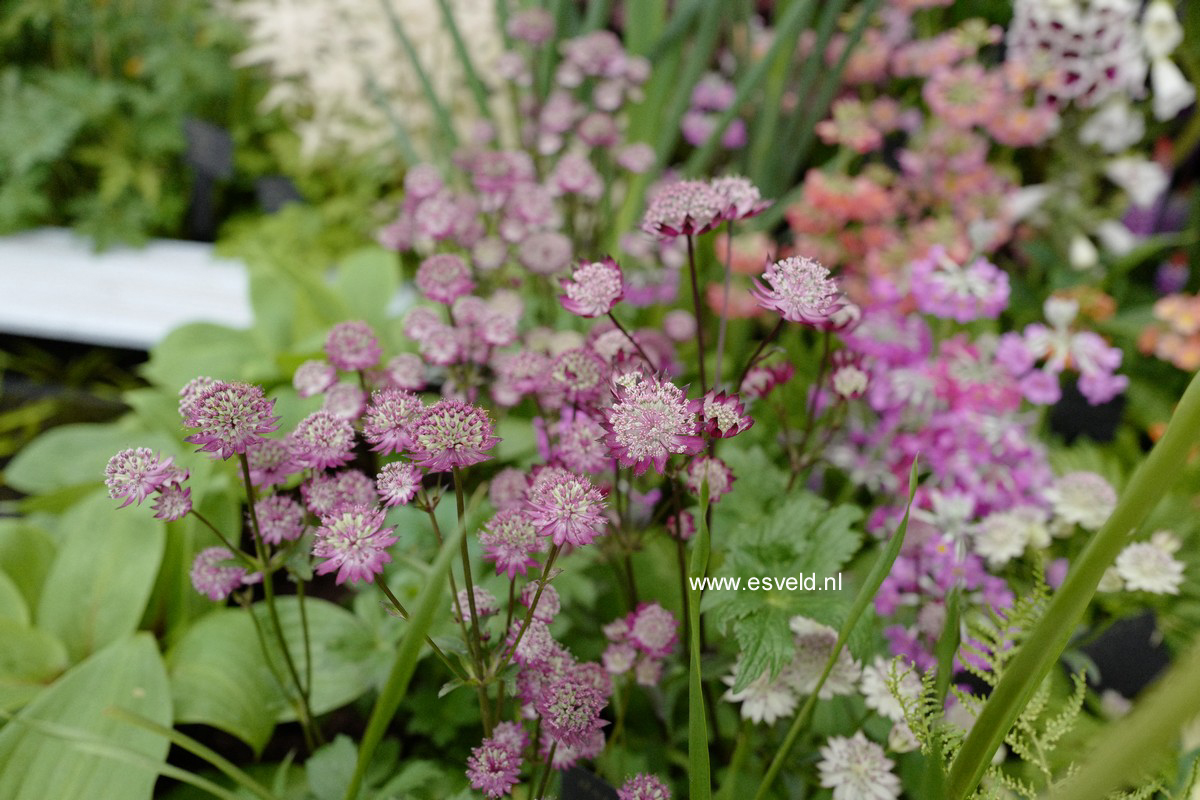 Astrantia major 'Hadspen Blood'