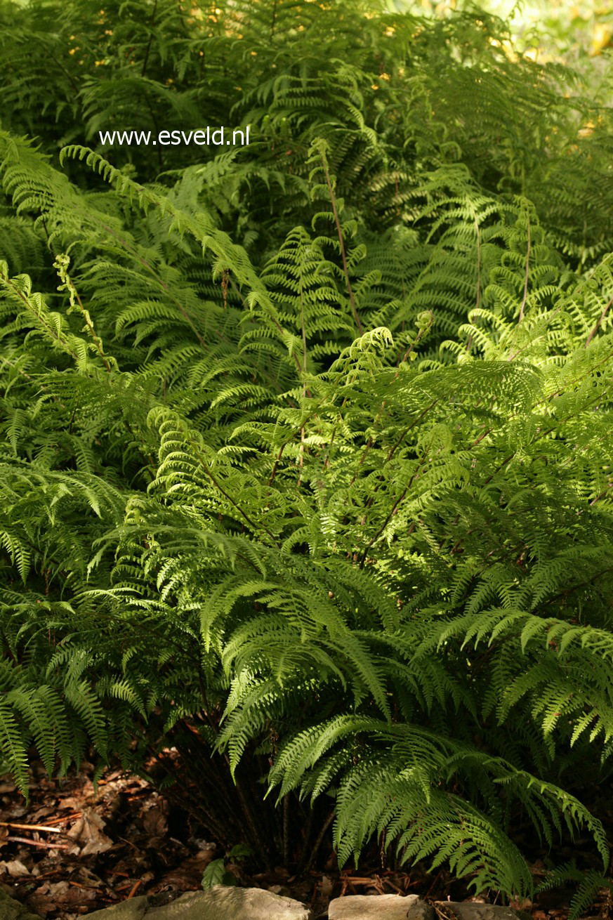 Athyrium filix-femina 'Rotstiel'