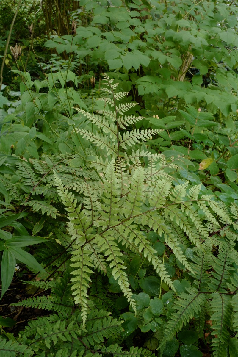Athyrium otophorum 'Okanum'