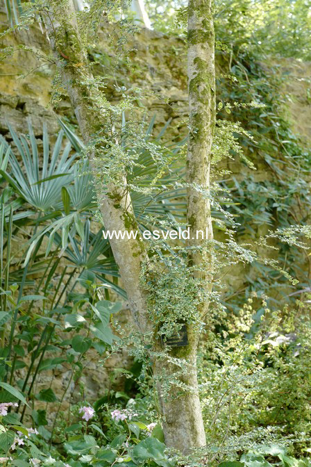 Azara microphylla 'Variegata'