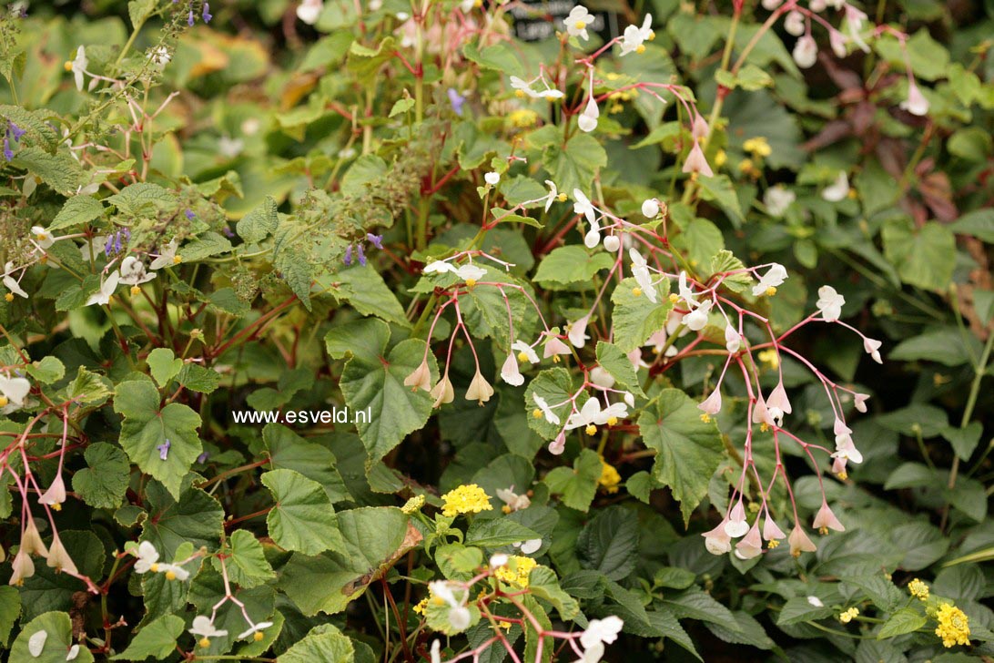 Begonia grandis
