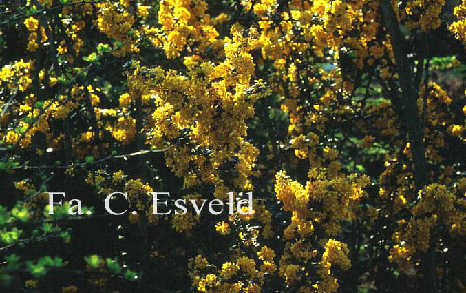 Berberis lologensis 'Mystery Fire'