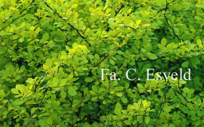 Berberis thunbergii 'Aurea'
