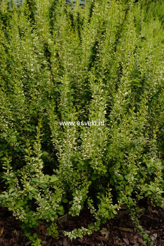 Berberis thunbergii 'Powwow'