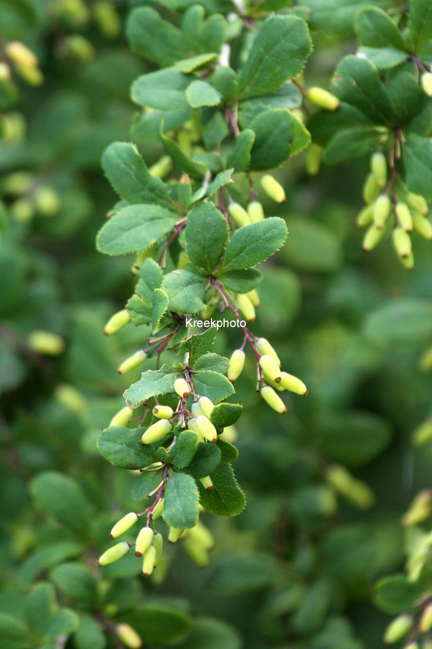 Berberis vulgaris