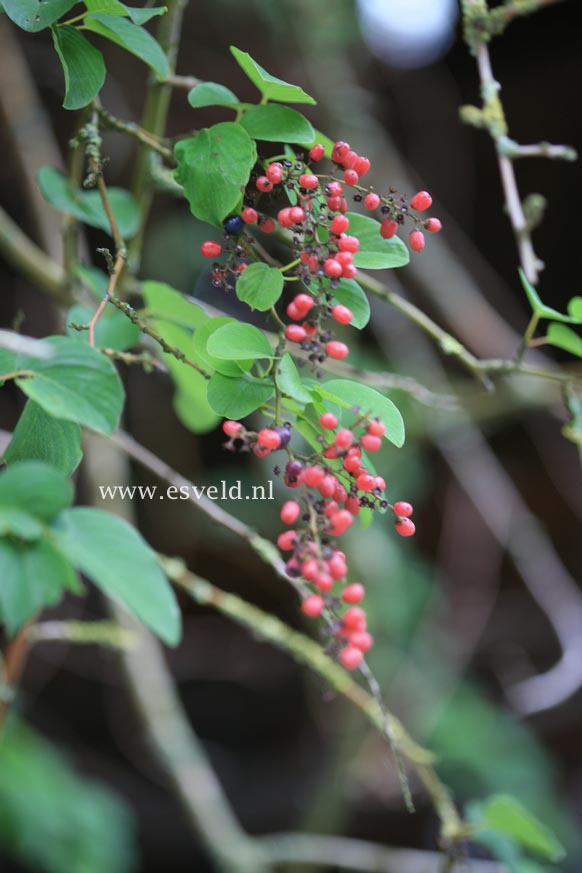 Berchemia racemosa