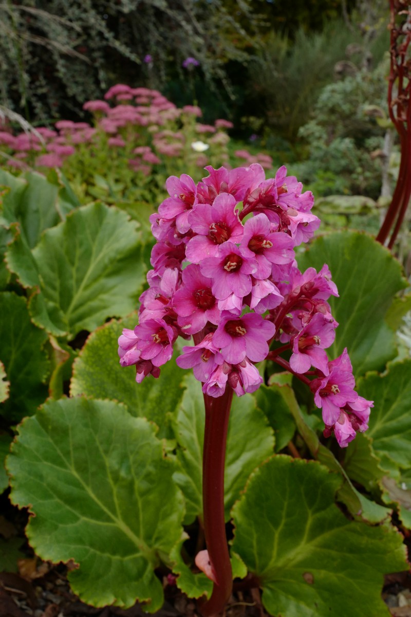 Bergenia 'Morgenrote'