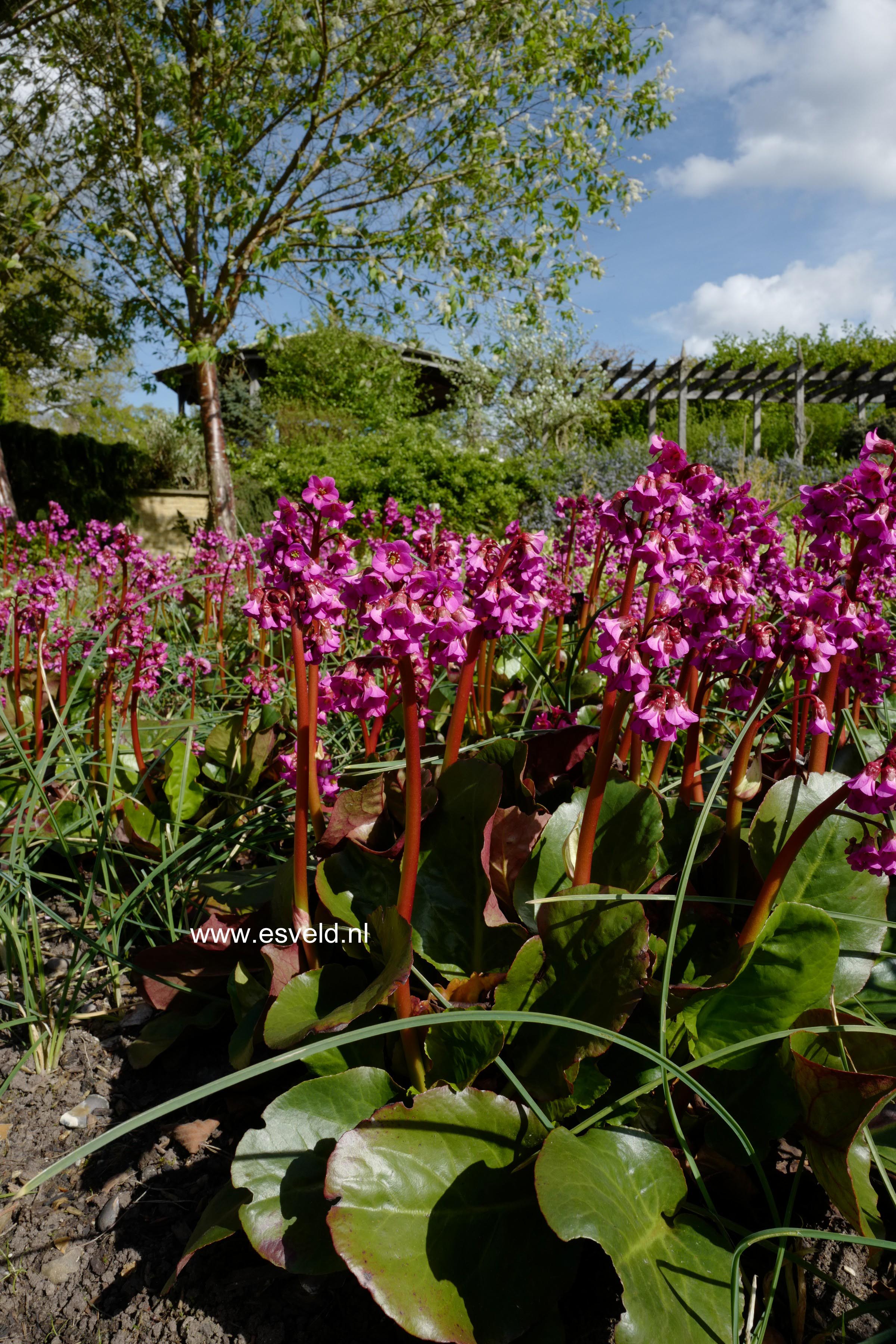 Bergenia cordifolia 'Eroica'