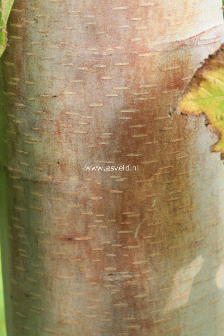Betula albosinensis 'Kenneth Ashburner'