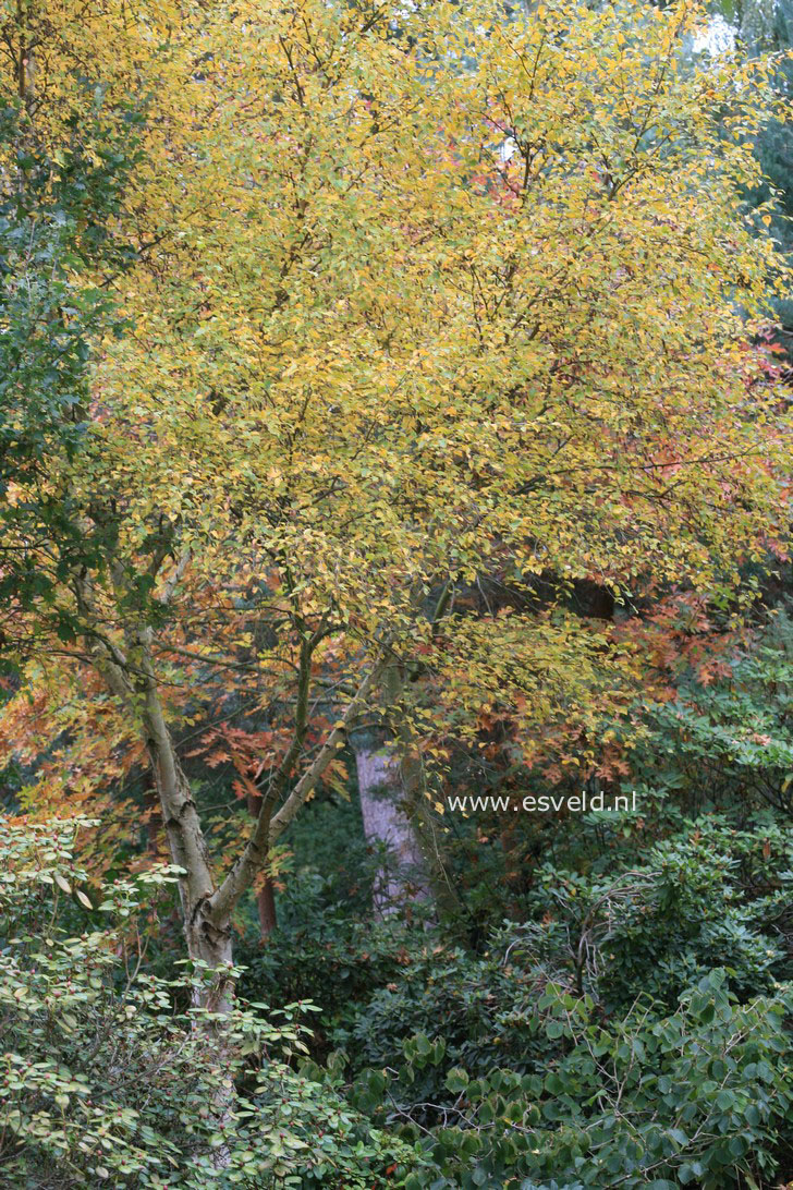 Betula ermanii 'Grayswood Hill'