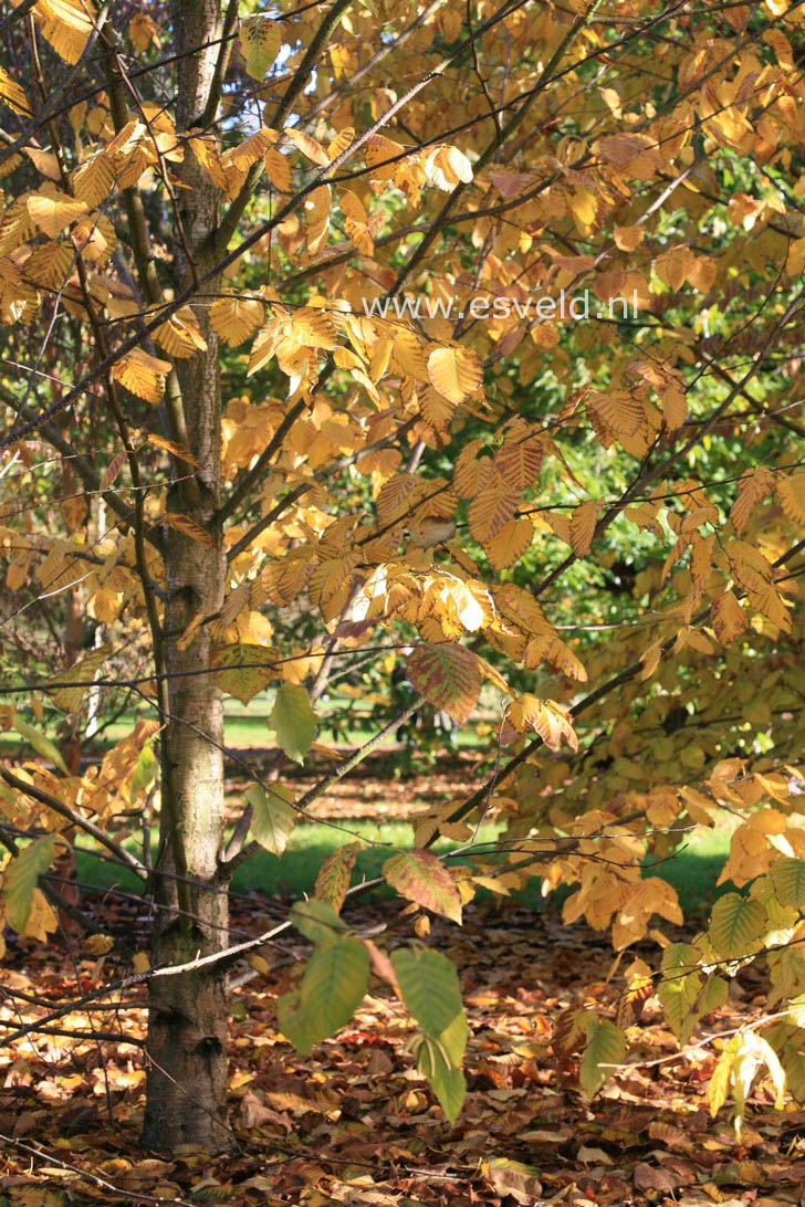 Betula maximowicziana