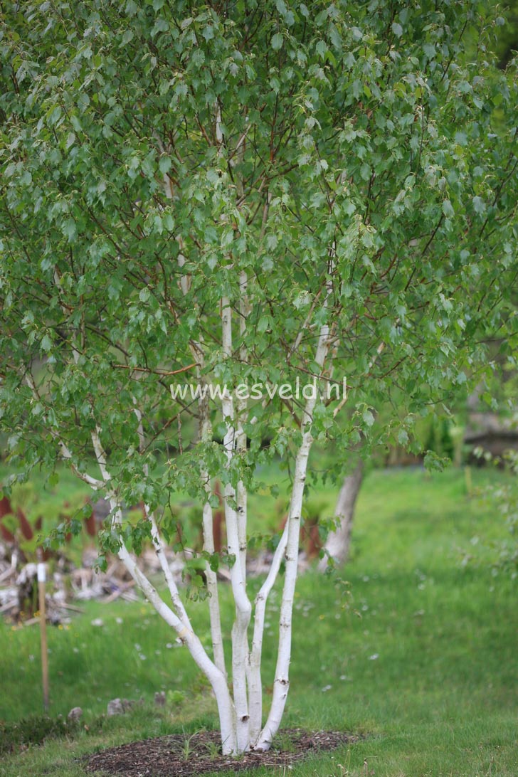 Betula utilis 'Grayswood Ghost'