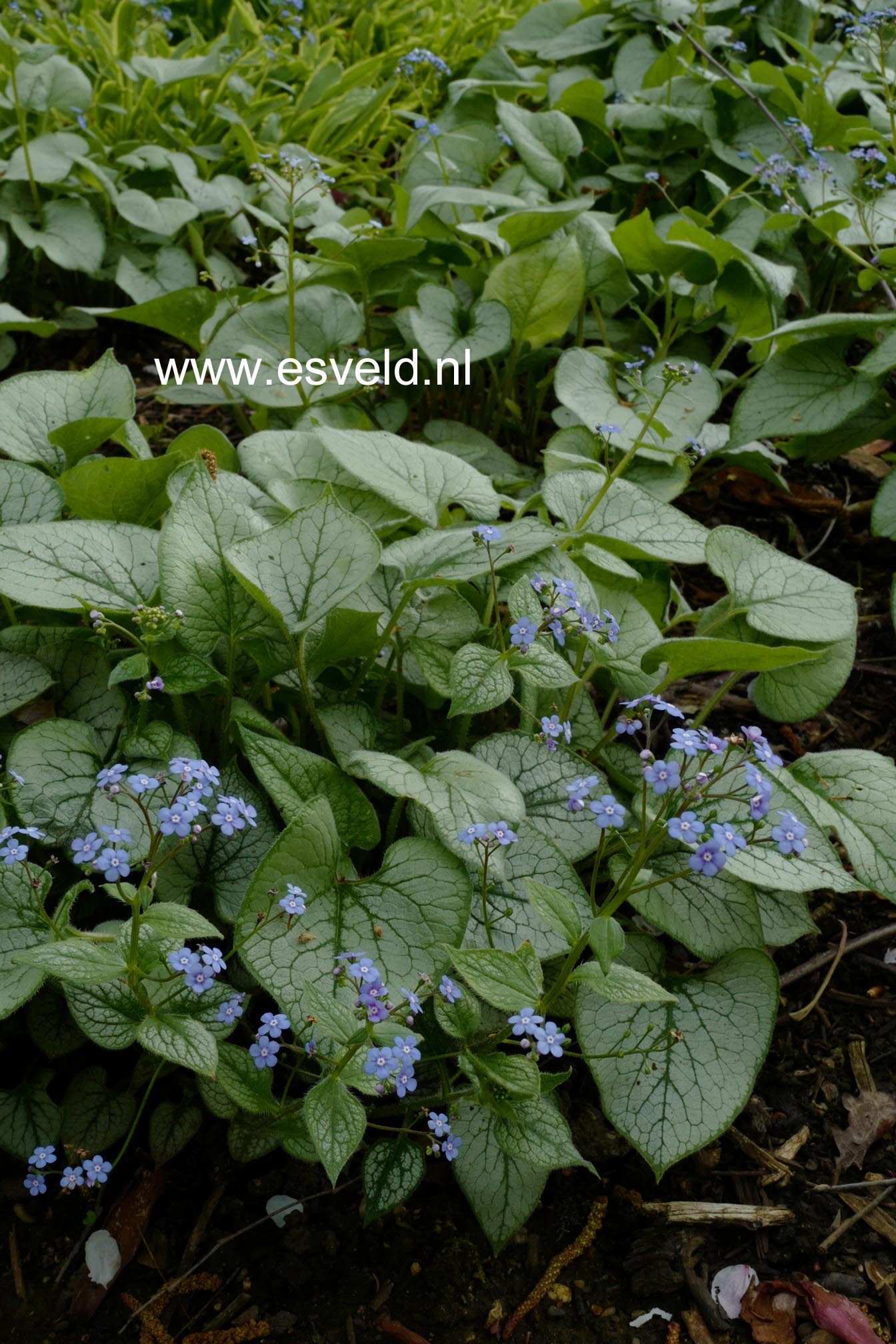 Brunnera macrophylla 'Looking Glass'