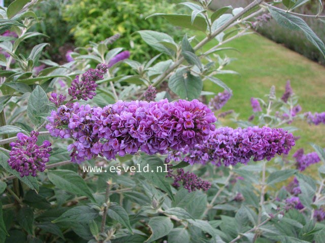 Buddleja davidii 'Blue Chip'