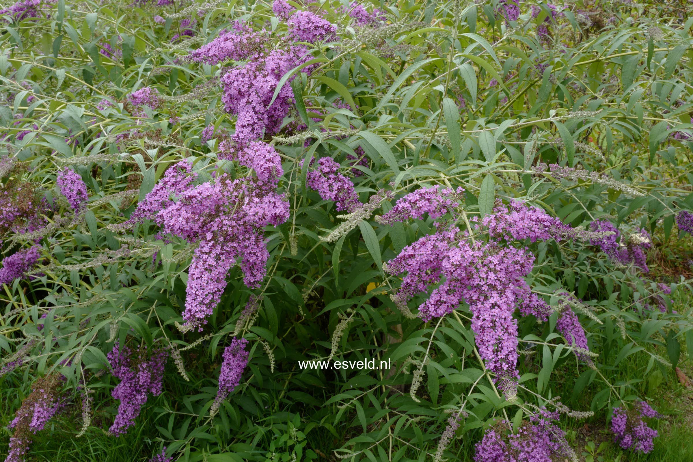 Buddleja davidii 'Dartmoor'
