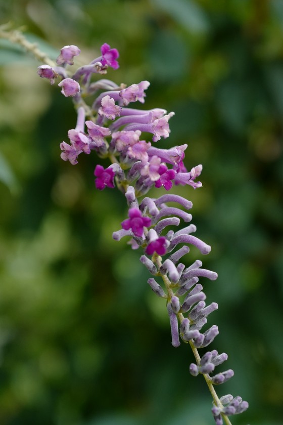 Buddleja lindleyana