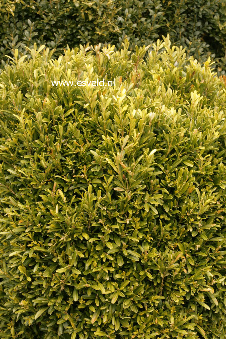 Buxus bodinieri