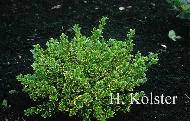 Buxus microphylla 'Golden Triumph'