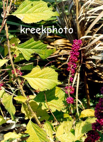 Callicarpa americana