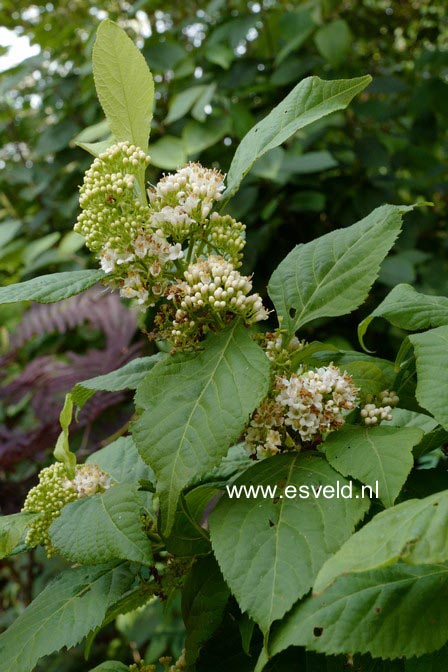 Callicarpa japonica 'Leucocarpa'