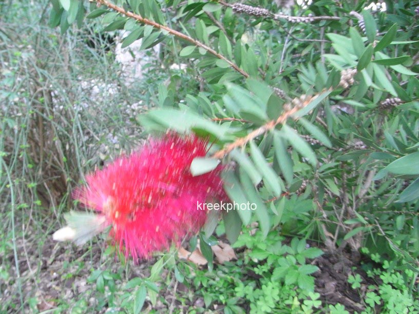 Callistemon citrinus