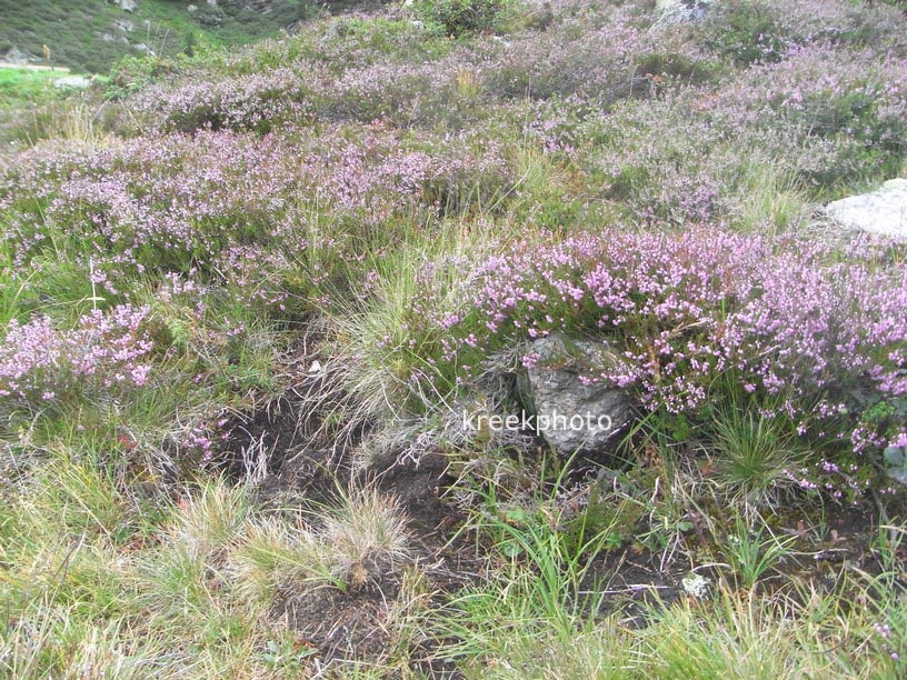 Calluna vulgaris