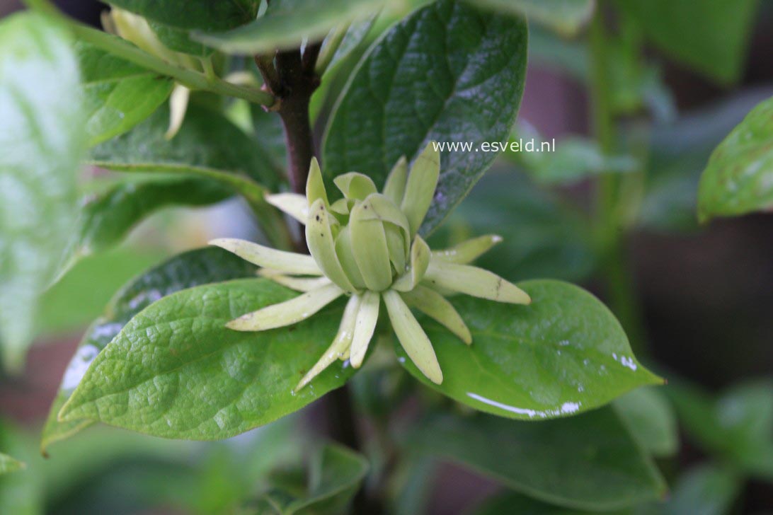 Calycanthus floridus 'Athens'