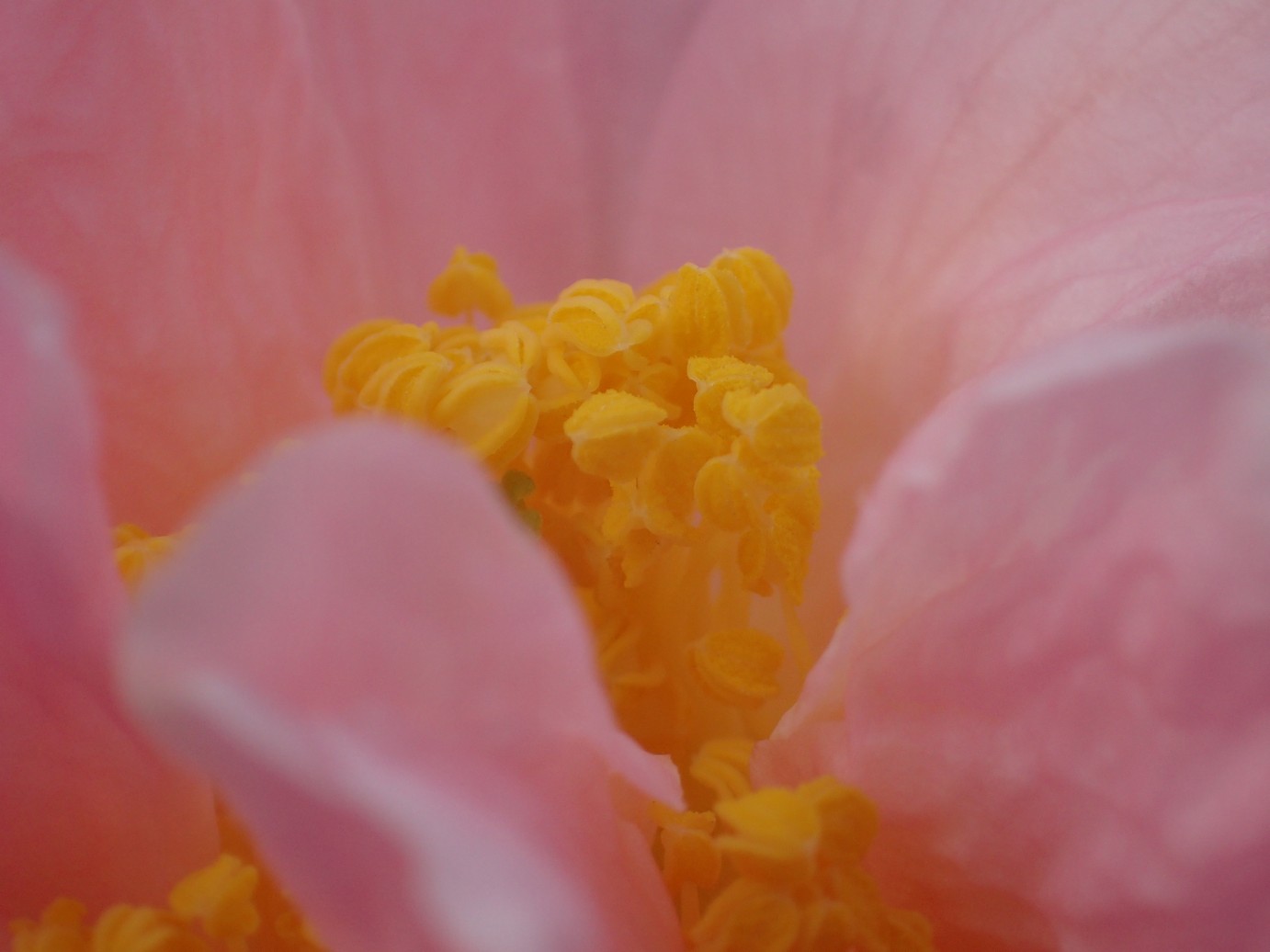 Camellia 'Arctic Dawn'