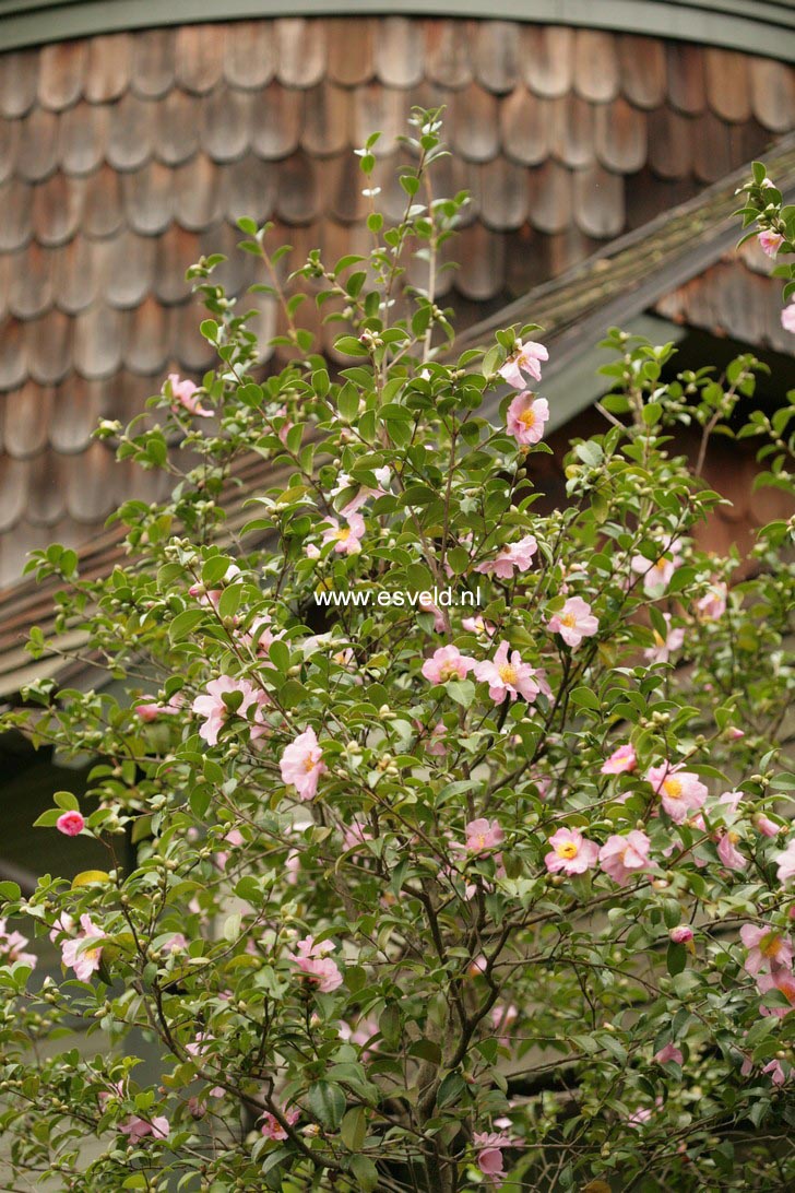 Camellia 'Ashton's Ballet'