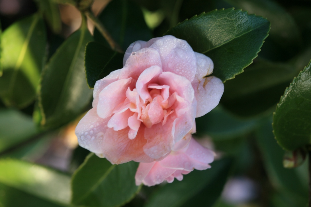 Camellia 'Ashton's Pink'