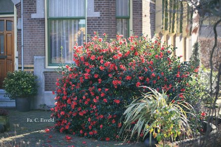 Camellia 'Freedom Bell'