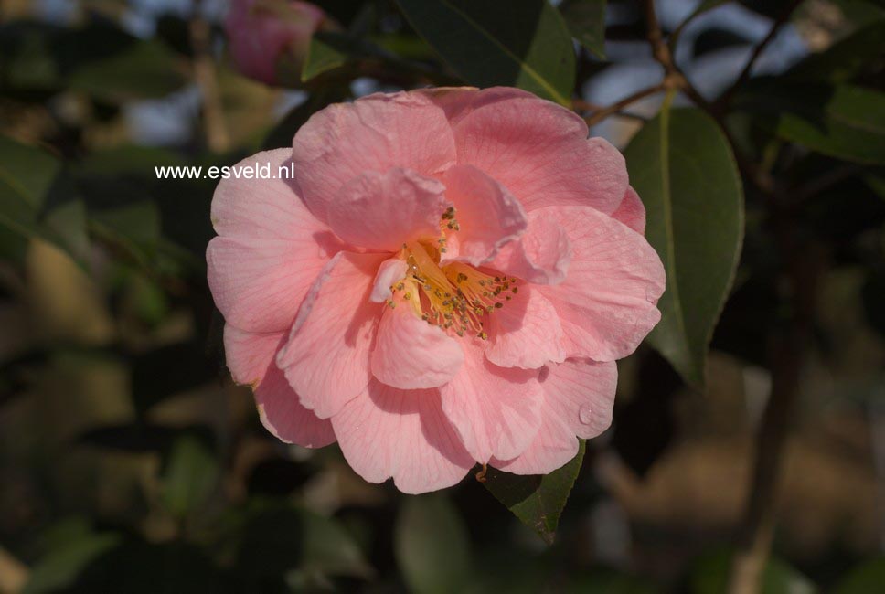 Camellia 'Ice Follies'