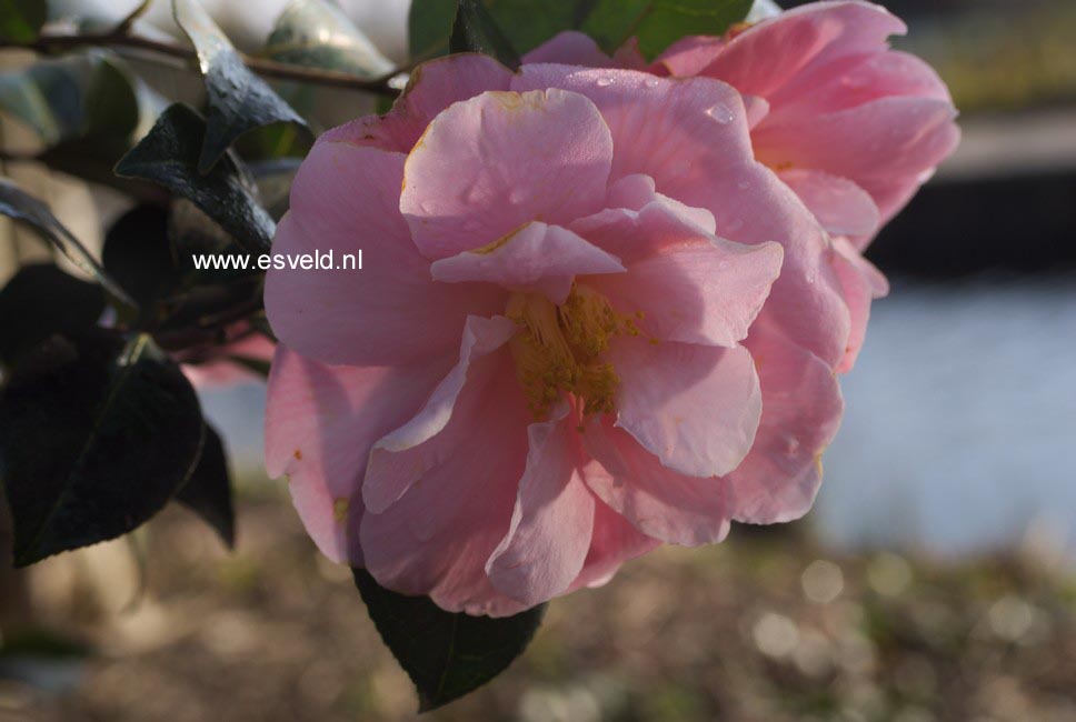 Camellia 'Pink Icicle'