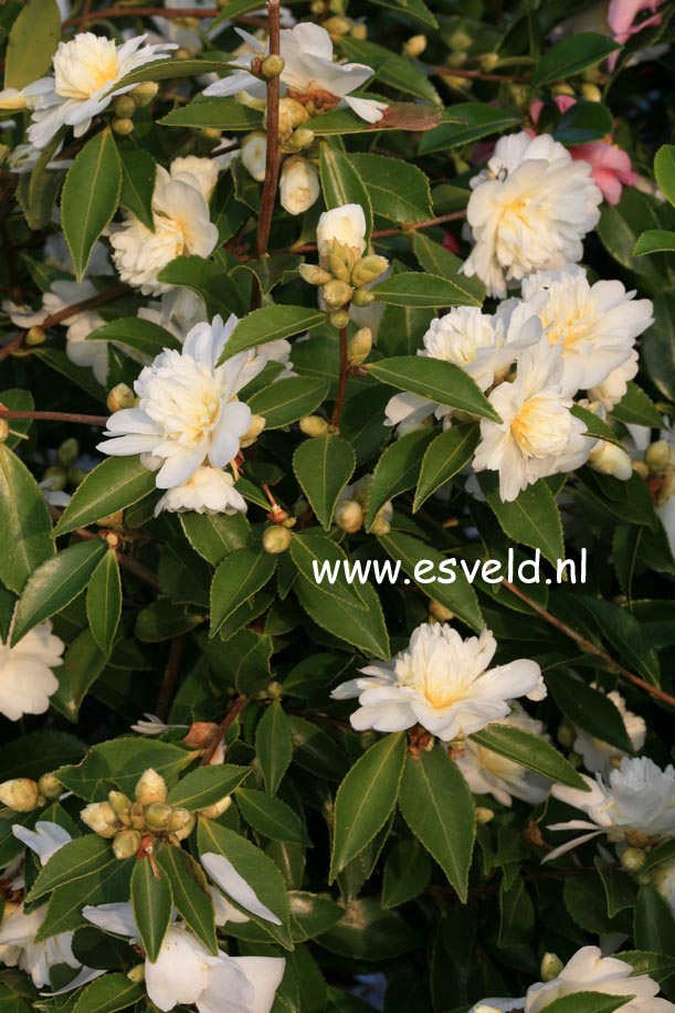 Camellia 'Snow Flurry'