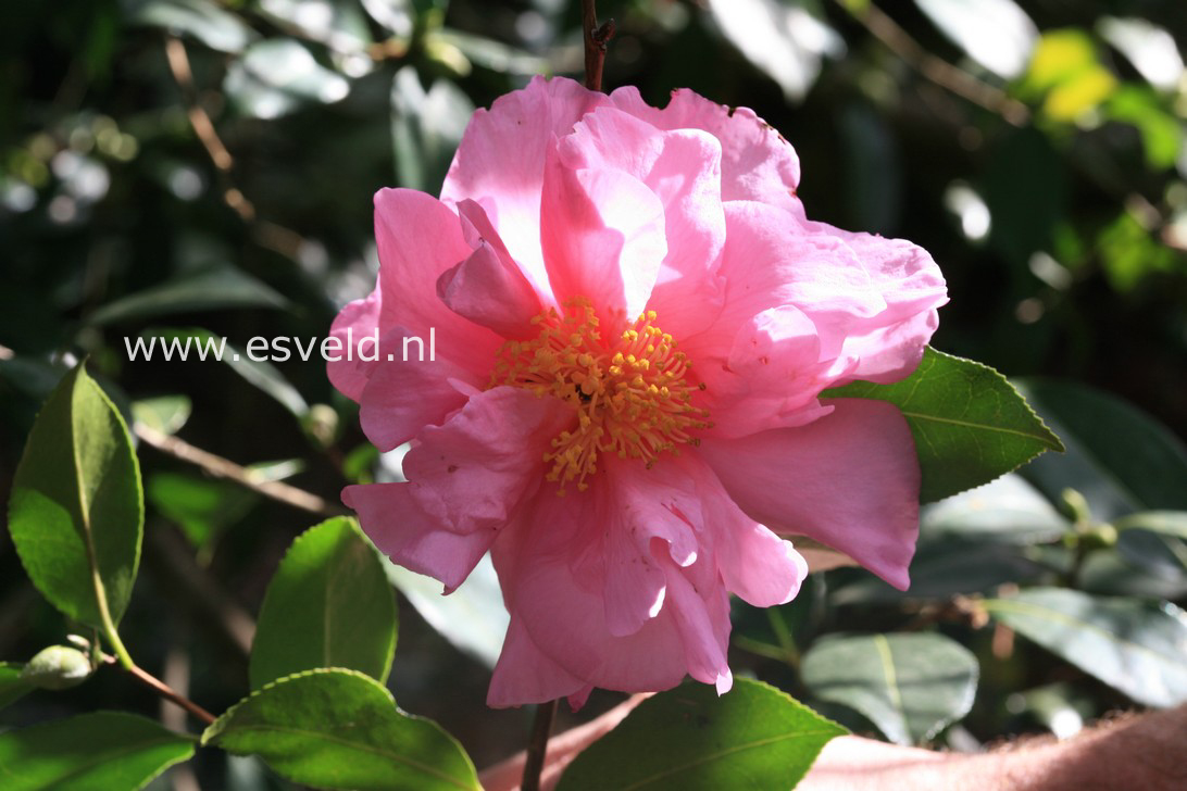 Camellia 'Snow Girl'