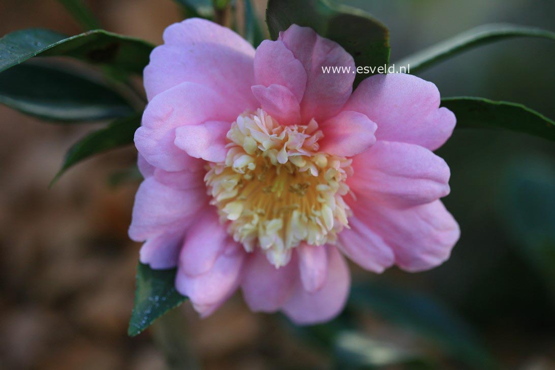 Camellia 'Sugar Dream'