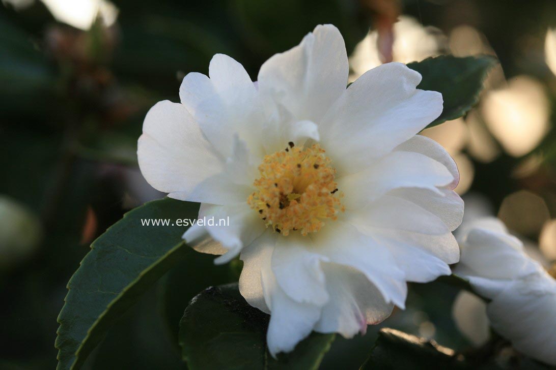 Camellia 'Winter's Cupid'