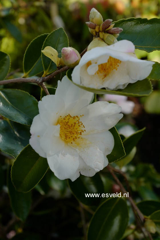 Camellia 'Winter's Hope'