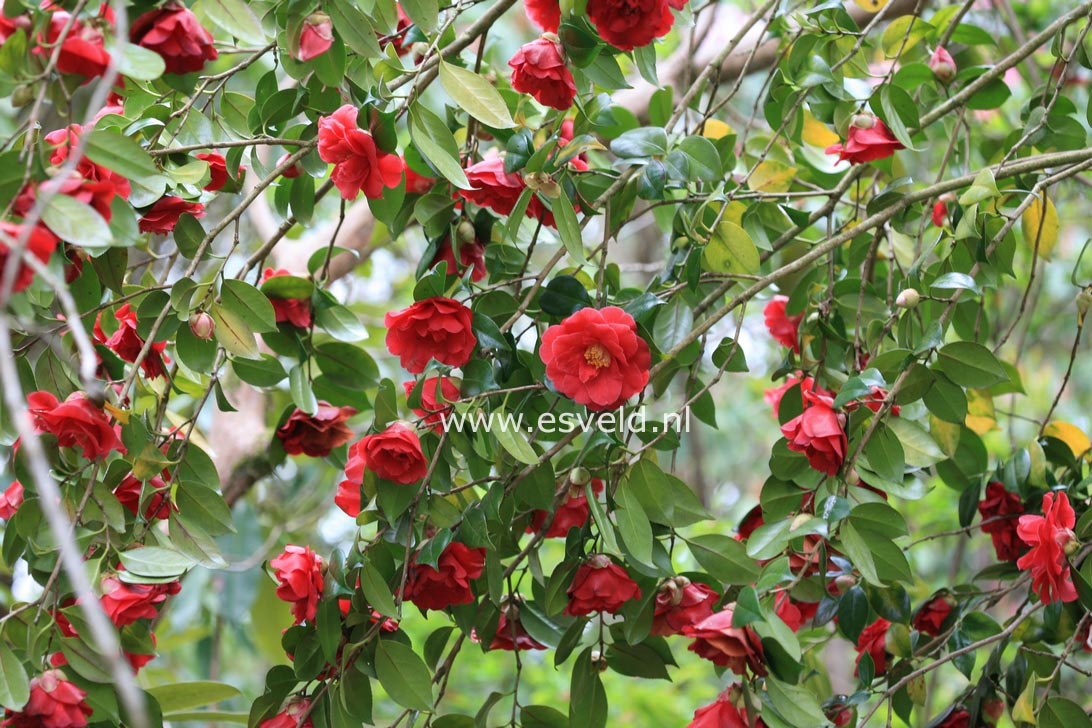 Camellia japonica 'Adolphe Audusson'