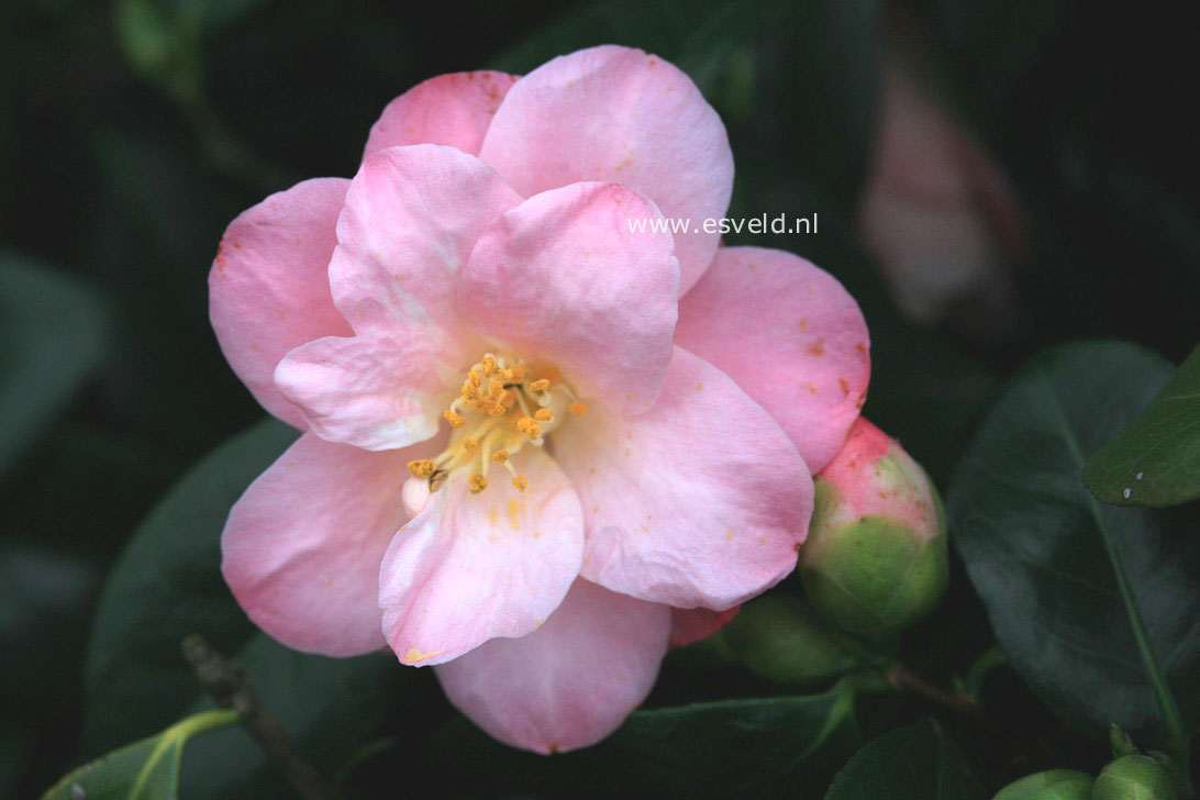 Camellia japonica 'Berenice Boddy'