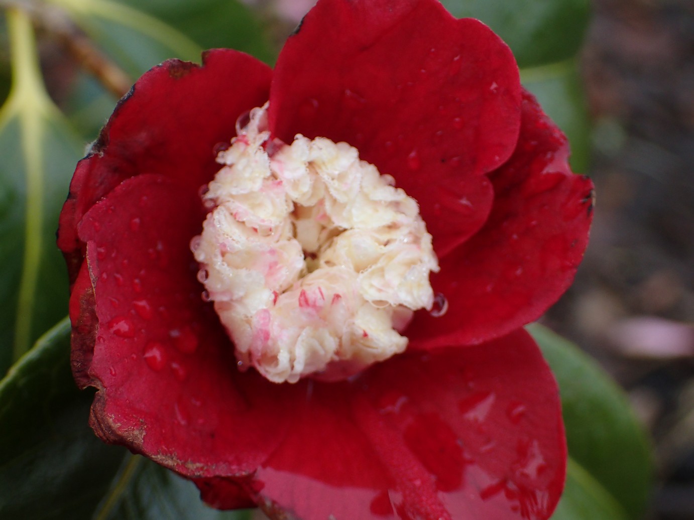 Camellia japonica 'Bokuhan'