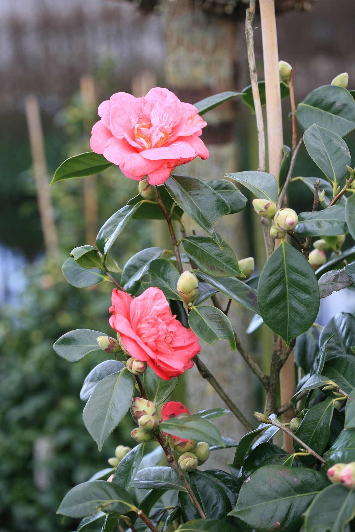 Camellia japonica 'Drama Girl'